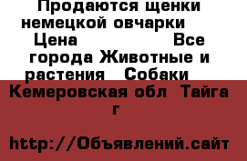 Продаются щенки немецкой овчарки!!! › Цена ­ 6000-8000 - Все города Животные и растения » Собаки   . Кемеровская обл.,Тайга г.